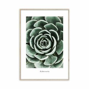 Keretezett falikép, kövirózsa, 50x70 cm, zöld - SUCCULENT - Butopêa kép
