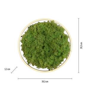 LED mennyezeti lámpa Zöld Ritus, moha, fényerőszabályozható Ø39.3cm kép