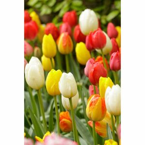 25 darabos tulipánmix kép