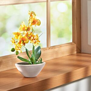 Phalaenopsis orchidea kép