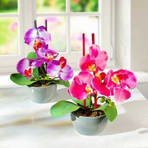 2 orchidea virágcserépben kép