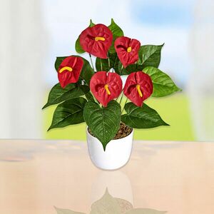 Anthurium kép