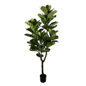 FICUS LYRATA zöld művirág kép