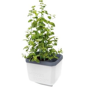 Gusta Garden HERBS BUDDY önöntözős, fehér kép