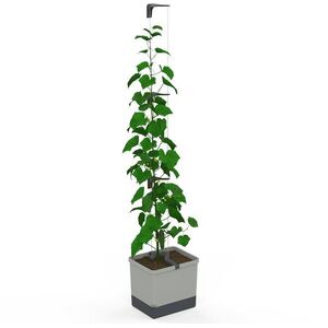 Gusta Garden CURT CUCUMBER önöntözős, világosszürke kép