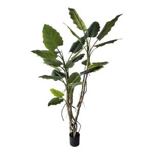 Művirág (magasság 190 cm) Alocasia – Bizzotto kép