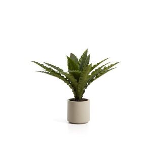 Suculent műnövény (magasság 70 cm) Neottopteris – Kave Home kép