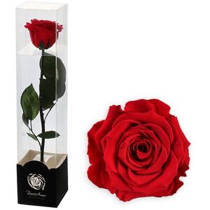 Altx tartósított rózsa száron, 30cm, fukszia kép