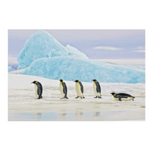 Signal Obraz PENGUINS | 120 x 80 cm vyobraziť