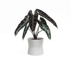 Keramický kvetináč ø 20 cm Diana – Artevasi vyobraziť