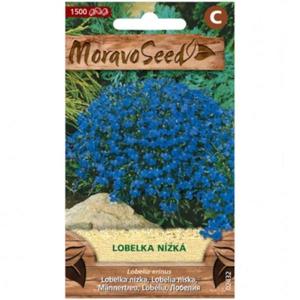 Lobelka drobná nízka, modrá vyobraziť