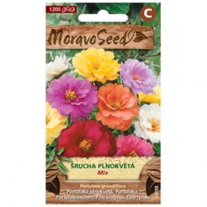 Portulaka veľkokvetá plnokvetá, zmes vyobraziť