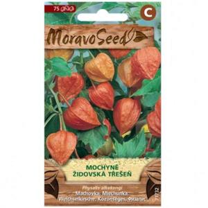 Machovka - Židovská čerešňa, oranžová vyobraziť
