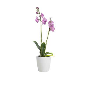 Keramický kvetináč ø 14 cm Thalia – Artevasi vyobraziť
