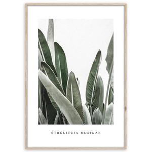 Artbox Digi 50x70 Br005 Strelitzia vyobraziť