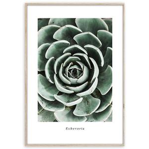 Artbox Digi 50x70 Br007 Echeveria vyobraziť