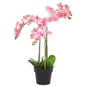 orchidea vyobraziť