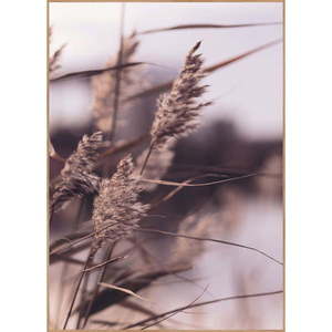 Obraz 50x70 cm Mellow Grasses 3 – Malerifabrikken vyobraziť