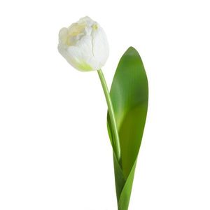ArtFir Umelý tulipán NATU 475 | biela 37 cm vyobraziť