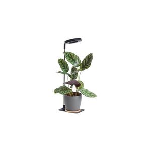 LED stmievateľná stolná lampa na pestovanie rastlín VERDI LED/5W/5V 1300K čierna 004321 vyobraziť