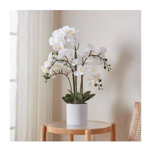 Umelá Rastlina Orchidee vyobraziť