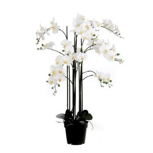ORCHIDEA vyobraziť