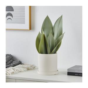 Eglo 428387 - Umelá rastlina v kvetináči TOBETSU 41, 5x28, 5 cm 428387 vyobraziť