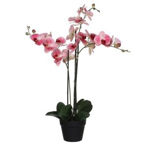 ORCHIDEA vyobraziť
