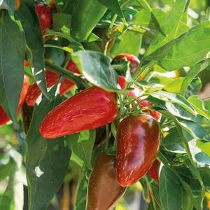 Chilli Paprika Jalapeno (red) vyobraziť