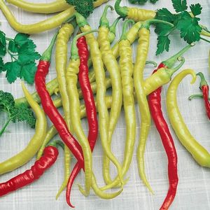 Paprika poľná, mierne štipľavá , typ kozí roh Beros vyobraziť