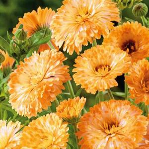 Nechtík lekársky Apricot Beauty vyobraziť