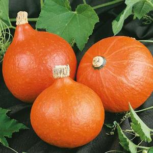 Tekvica Hokkaido orange vyobraziť
