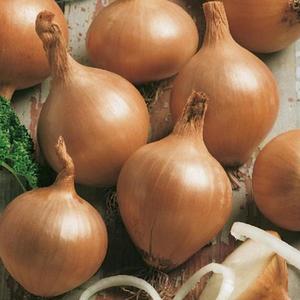 Cibuľa všetana 300g /8-21mm/ žltá vyobraziť