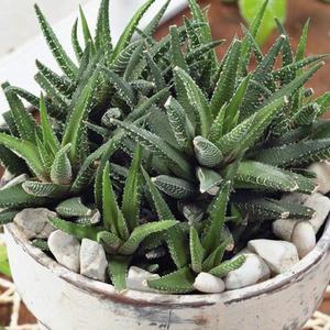 Aloe zmes vyobraziť