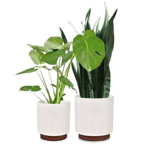 Fox & Fern Enspijk, kvetináče, 2 dielna súprava, 2 veľkosti, orechové drevo, Polystone, ručne vyrobené vyobraziť