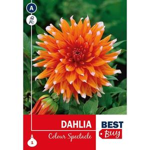 Dahlia Color Spectacle vyobraziť