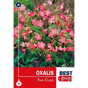 Oxalis Iron Cross vyobraziť
