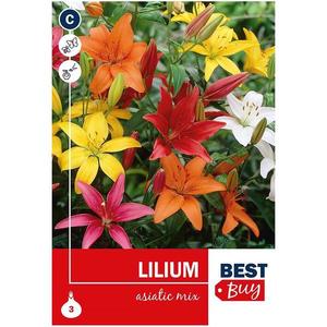 Lilium asiatic Mix vyobraziť