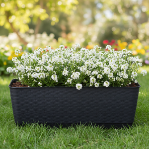 ProsperPlast Kvetináč RATOLLA P | antracit 49, 2 cm vyobraziť