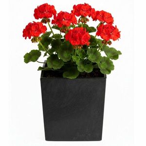 Kvetináč FLORE Betón 30, 5x29, 5x29, 5 cm čierny vyobraziť
