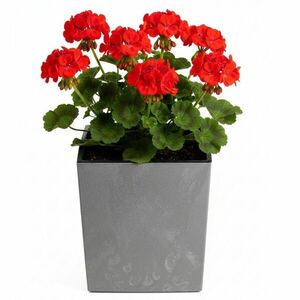 Kvetináč FLORE Betón 30, 5x29, 5x29, 5 cm sivý vyobraziť