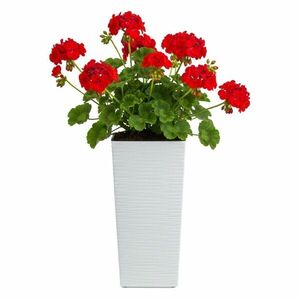 Plastový kvetináč Porto Riflo 36, 6x18, 9x18, 9 cm biely vyobraziť