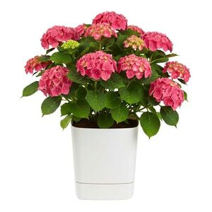 Plastový kvetináč s podmiskou Cubi 34x34 cm krémový vyobraziť