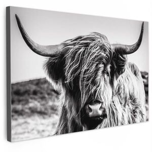 MuchoWow OBRAZ NA PLÁTNE Krava - Škótska horalka - Čierna - Biela - Zviera - Príroda - Divoká zver 120x80 cm vyobraziť