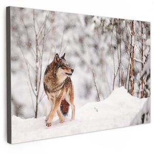 MuchoWow OBRAZ NA PLÁTNE Vlk - Zima - Sneh - Príroda - Zvieratá 30x20 cm vyobraziť