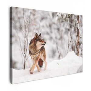 MuchoWow OBRAZ NA PLÁTNE Vlk - Zima - Sneh - Príroda - Zvieratá 80x60 cm vyobraziť