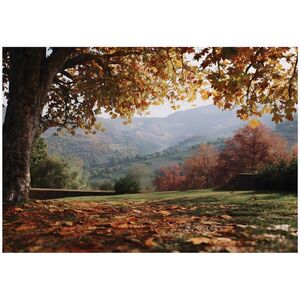 Wallarena FOTOTAPETA krajina les hnedá 200x140 cm vyobraziť