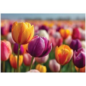 Wallarena FOTOTAPETA Kvety Tulipány Farebné 200x140 cm vyobraziť