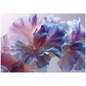Wallarena FOTOTAPETA abstraktné kvety fialová 150x105 cm vyobraziť