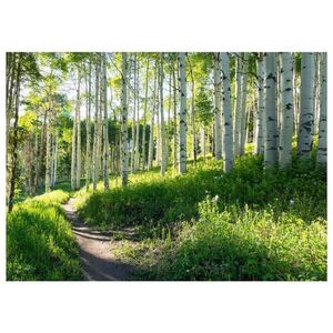 Wallarena FOTOTAPETA les stromy vliesová tapeta 250x175 vyobraziť